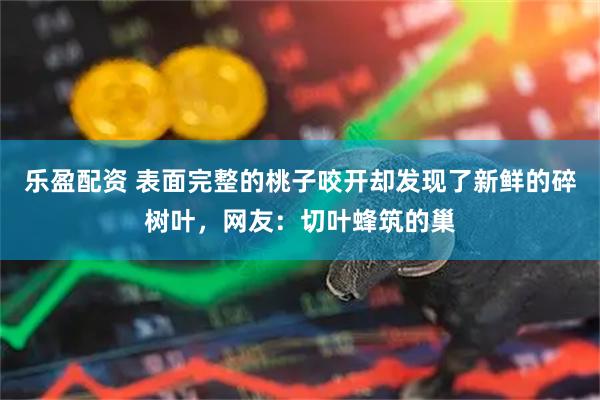 乐盈配资 表面完整的桃子咬开却发现了新鲜的碎树叶，网友：切叶蜂筑的巢