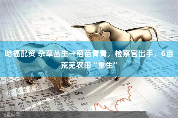 哈福配资 杂草丛生→稻苗青青，检察官出手，6亩荒芜农田“重生”